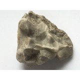 Stromatopora